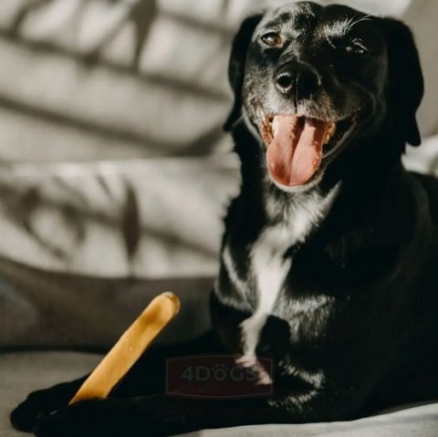 4DOGS Gryzak z sera himalajskiego Churpi Original M