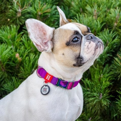 Collar WauDog Recycled Obroża nylonowa z QR-paszportem, gradient M 20mm/28-40cm fioletowy