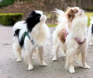Zolux Szelki oddychające z siatki XS zielone