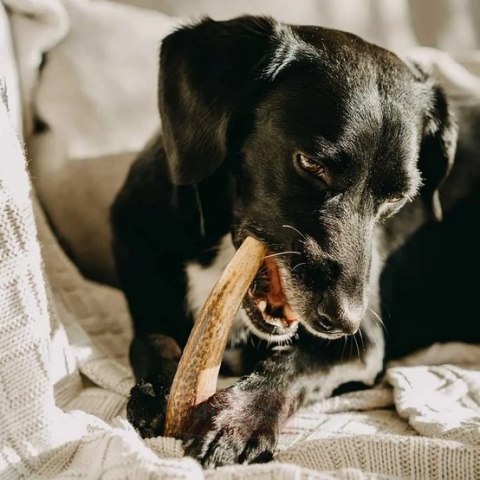 4DOGS Gryzak z poroża M hard