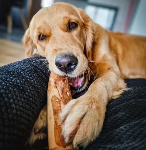 4DOGS Gryzak z drzewa oliwnego L