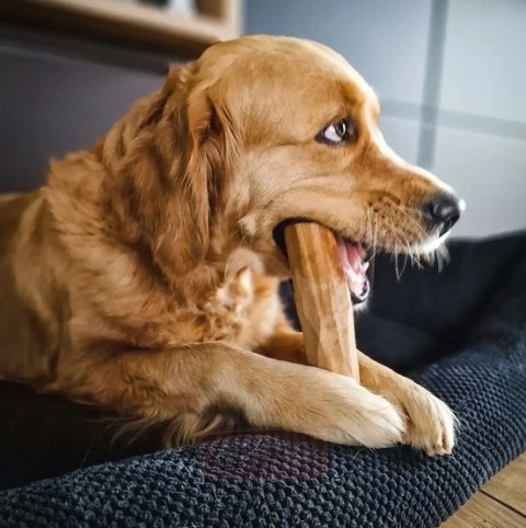 4DOGS Gryzak z drzewa oliwnego L