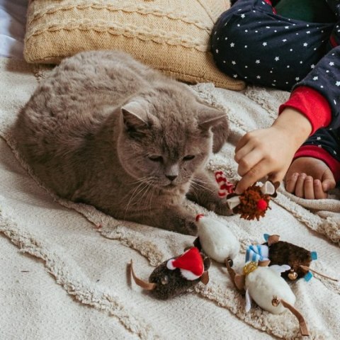 Dingo Zabawka dla kota - Jeżomyszka MOP