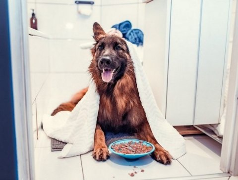 LickiMat Splash miska z przyssawką turkusowa